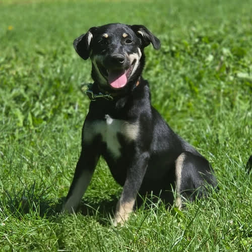 Psy ze schroniska do adopcji Szczeniak sunia 