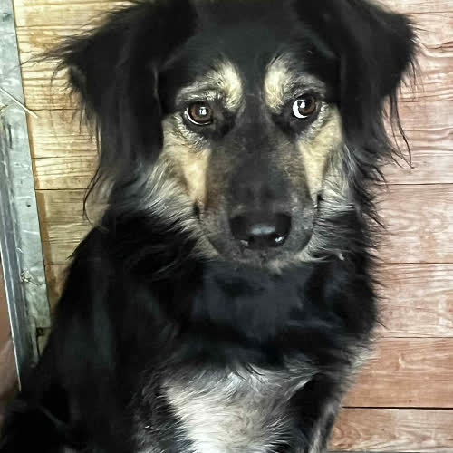 Psy ze schroniska do adopcji Prince