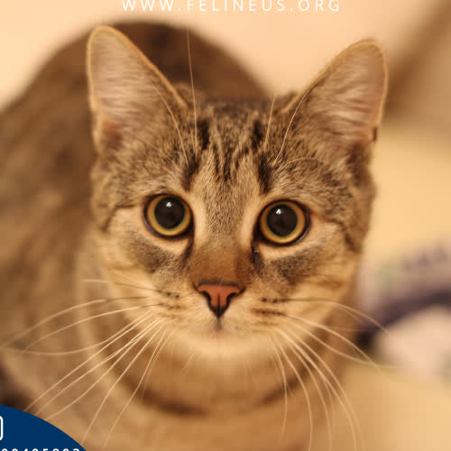 Koty ze schroniska do adopcji Liczi