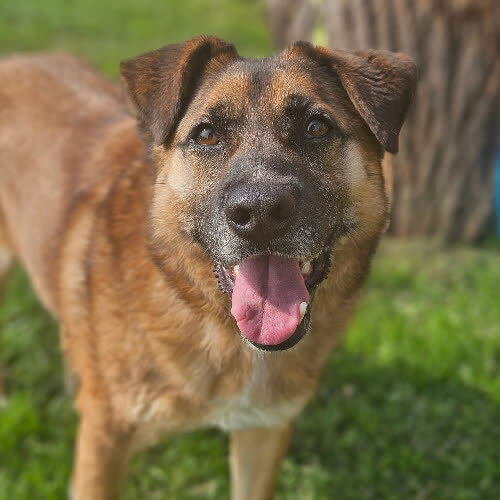 Psy ze schroniska do adopcji Tango