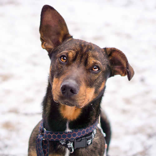 Psy ze schroniska do adopcji Precel