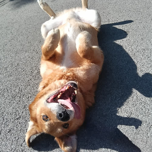 Psy ze schroniska do adopcji Stefan 