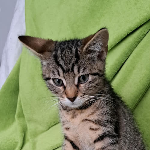 Koty ze schroniska do adopcji Ryś