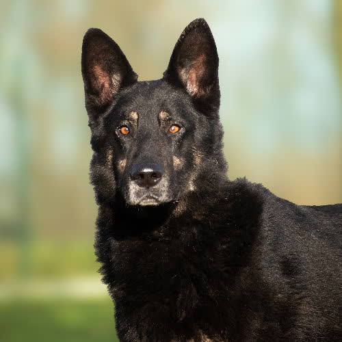 Psy ze schroniska do adopcji KAZAN