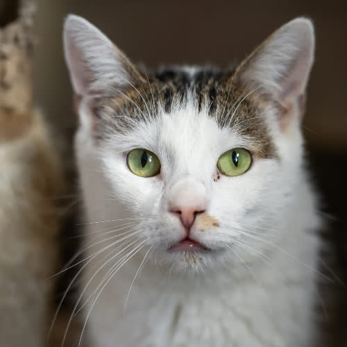 Koty ze schroniska do adopcji Figiel