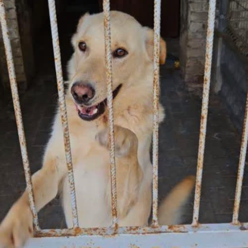 Psy ze schroniska do adopcji Gucio