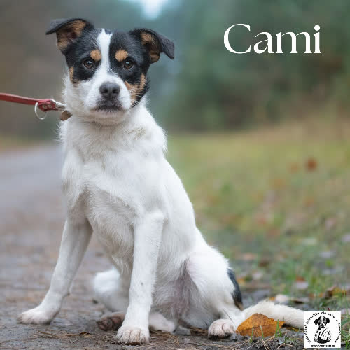 Psy ze schroniska do adopcji Cami