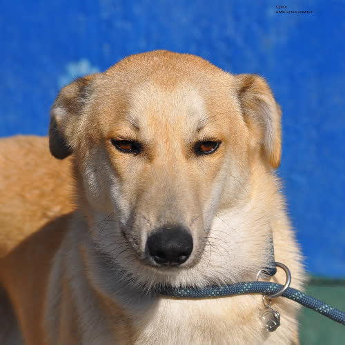 Psy ze schroniska do adopcji Kajmak