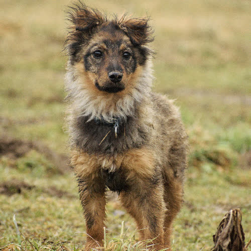 Psy ze schroniska do adopcji Chilli