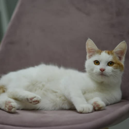 Koty ze schroniska do adopcji Korek