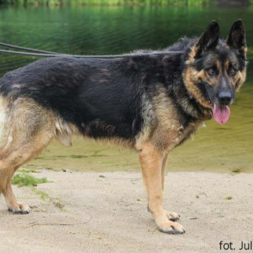 Psy ze schroniska do adopcji Astor