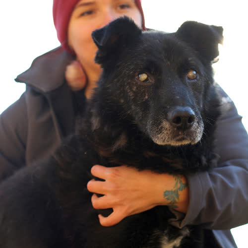 Psy ze schroniska do adopcji Puniek