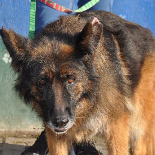 Psy ze schroniska do adopcji Auri