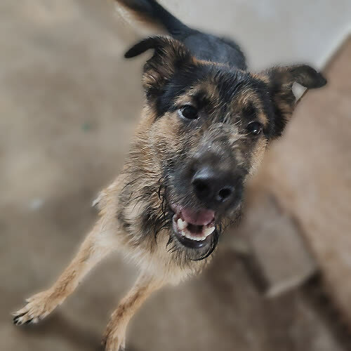 Psy ze schroniska do adopcji Traper 