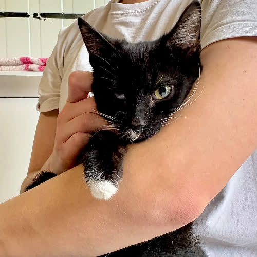 Koty ze schroniska do adopcji Antoś