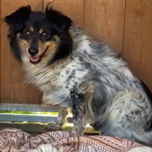 Psy ze schroniska do adopcji Tytus