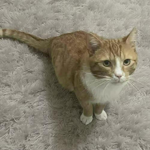 Koty ze schroniska do adopcji Trójłapek cudaczek