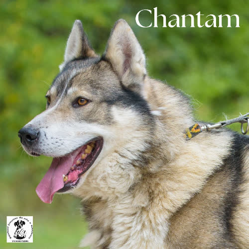 Północniak CHANTAM