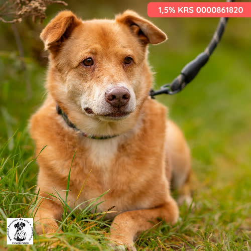 Psy ze schroniska do adopcji Dorkin