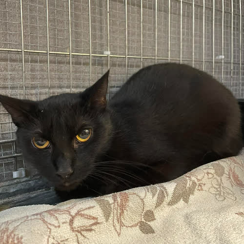 Koty ze schroniska do adopcji Bryndza