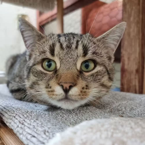 Koty ze schroniska do adopcji Henio 