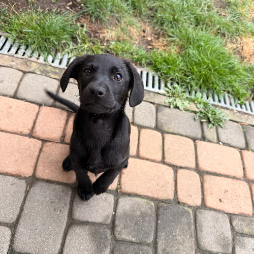 Psy ze schroniska do adopcji Shila