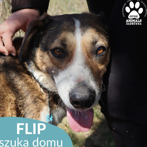 Flip