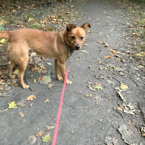 Psy ze schroniska do adopcji Włóczykij 