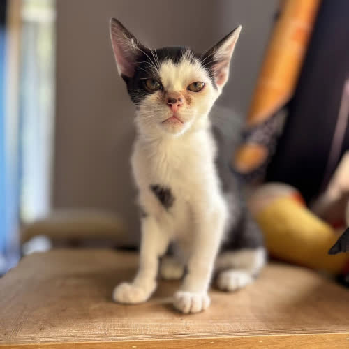 Koty ze schroniska do adopcji Sznaps