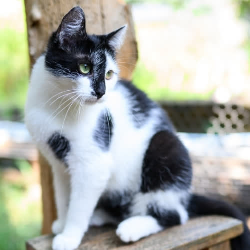Koty ze schroniska do adopcji Skwarka