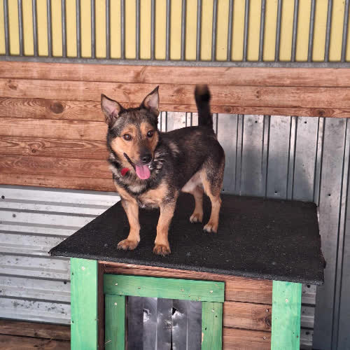 Psy ze schroniska do adopcji Teddy