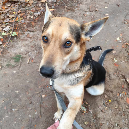 Psy ze schroniska do adopcji Abel