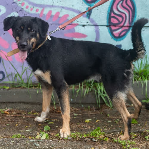 Psy ze schroniska do adopcji Kacper