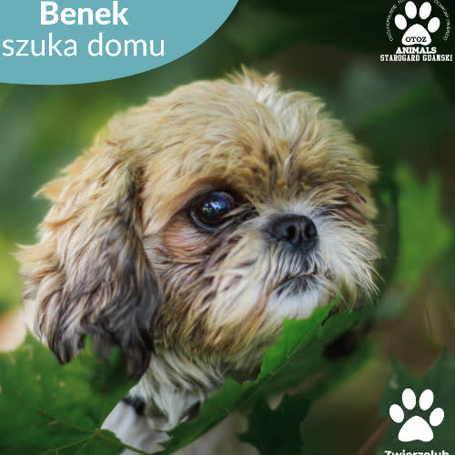 Benek