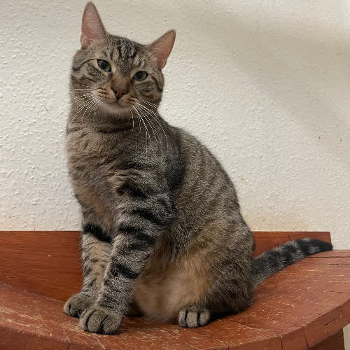 Koty ze schroniska do adopcji Bolero