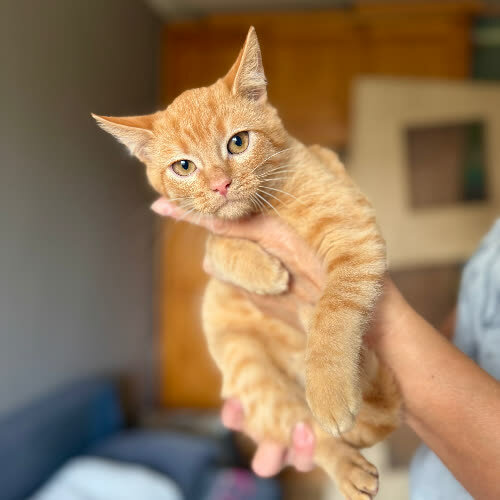 Fiołek