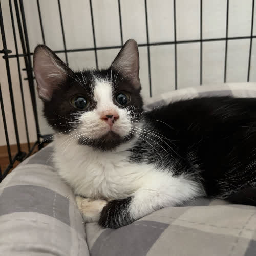 Koty ze schroniska do adopcji Enea