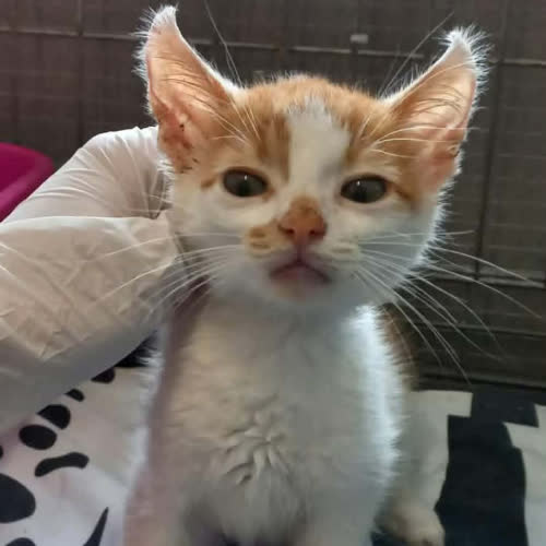 Fifi