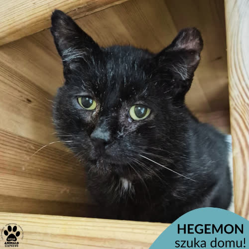 Koty ze schroniska do adopcji Hegemon