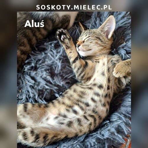 Aluś