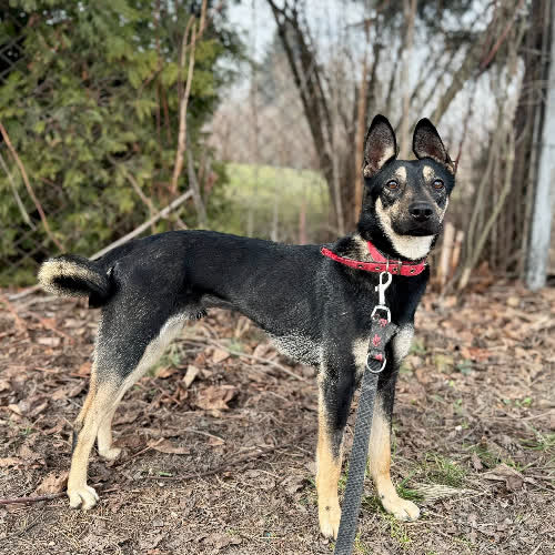 Psy ze schroniska do adopcji Miro 