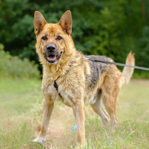 Psy ze schroniska do adopcji Imbir