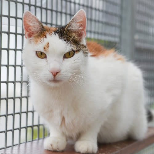 Koty ze schroniska do adopcji Rózia