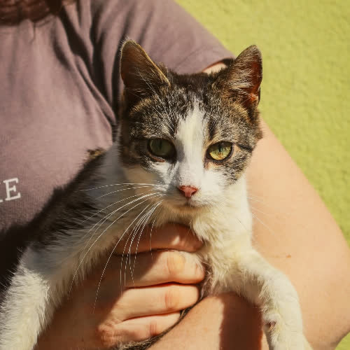 Koty ze schroniska do adopcji Alwin