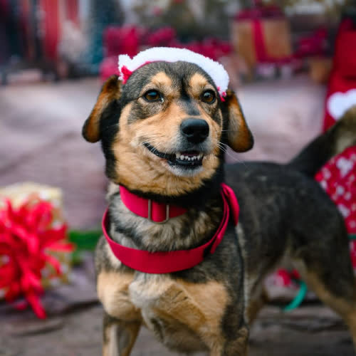 Psy ze schroniska do adopcji Karolek