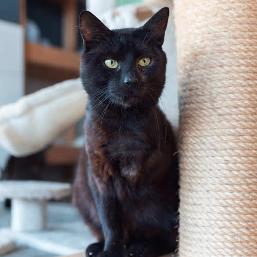 Koty ze schroniska do adopcji Charlie 