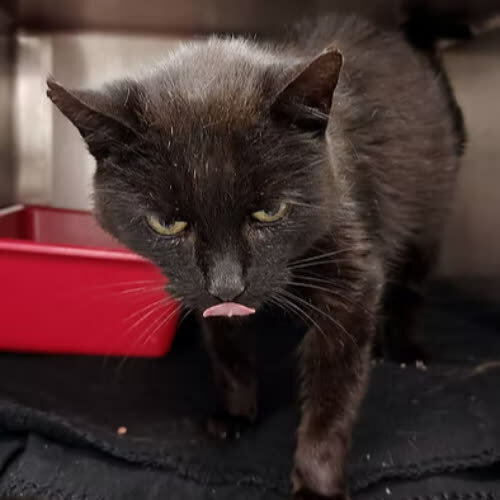 Koty ze schroniska do adopcji SELINA