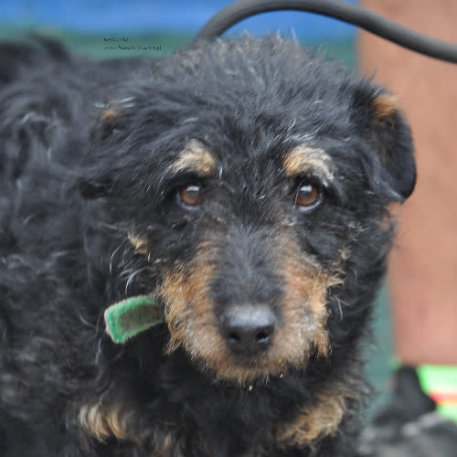 Psy ze schroniska do adopcji Reginald