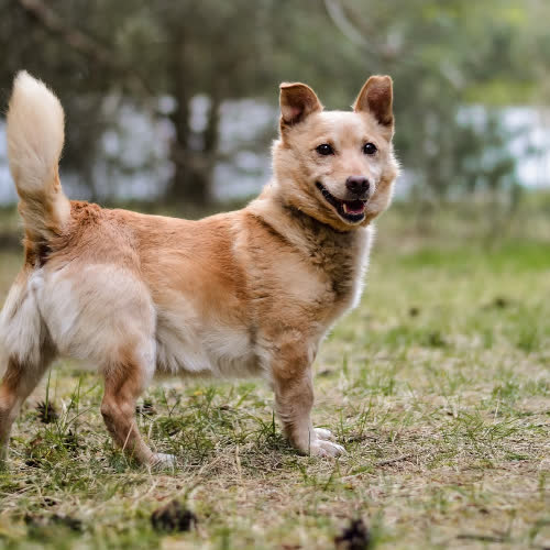 Psy ze schroniska do adopcji Klapek 