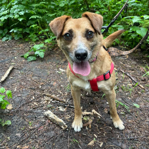 Psy ze schroniska do adopcji Fabian